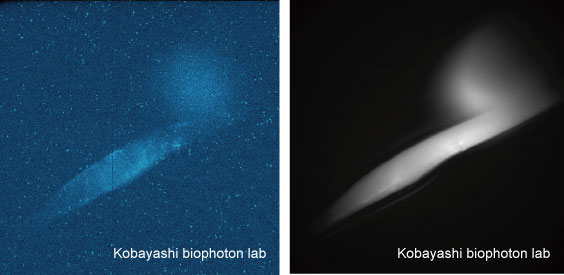 Soybean_root_biophoton1