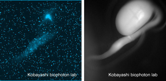 Soybean_root_biophoton3